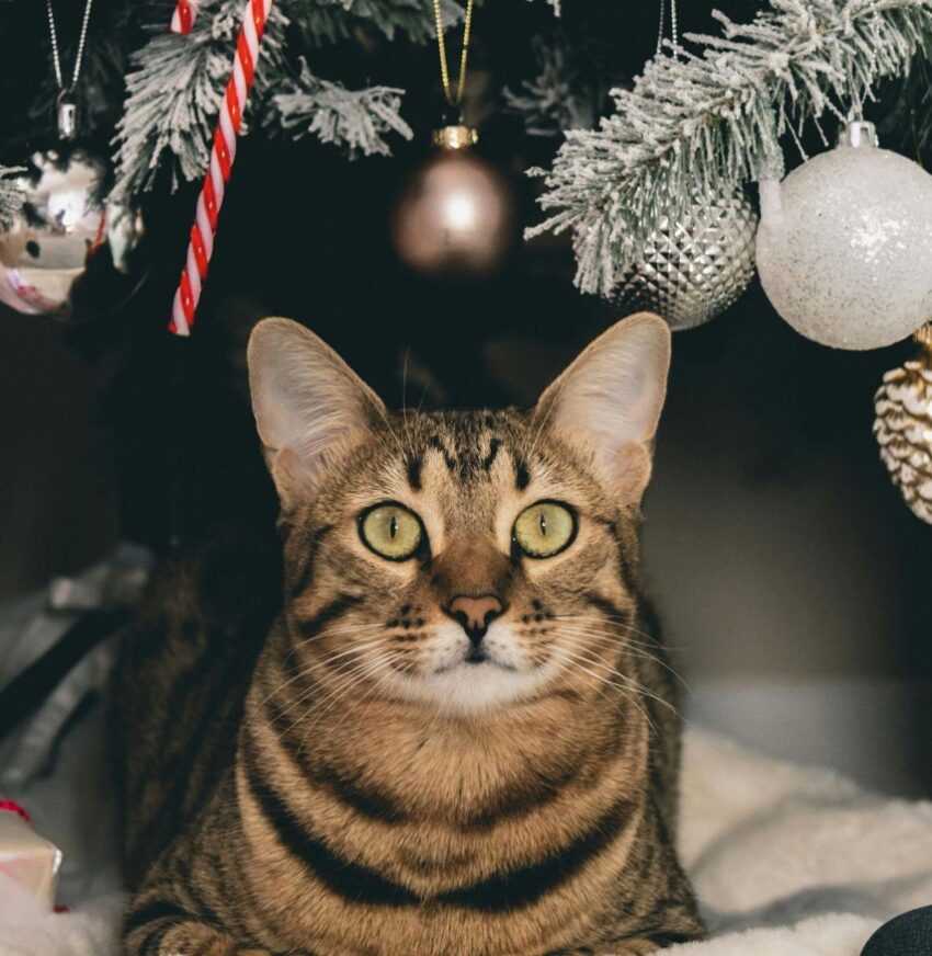 Choosing the Perfect Artificial Lit Christmas Tree